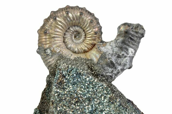 Iridescent Pyritized Ammonite (Kosmoceras) Fossil Display #383618